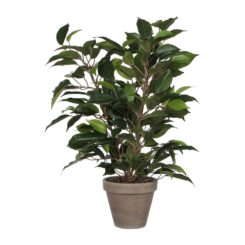 Vaso de ficus natasja, Ø11,5 x 40 x 30 cm
