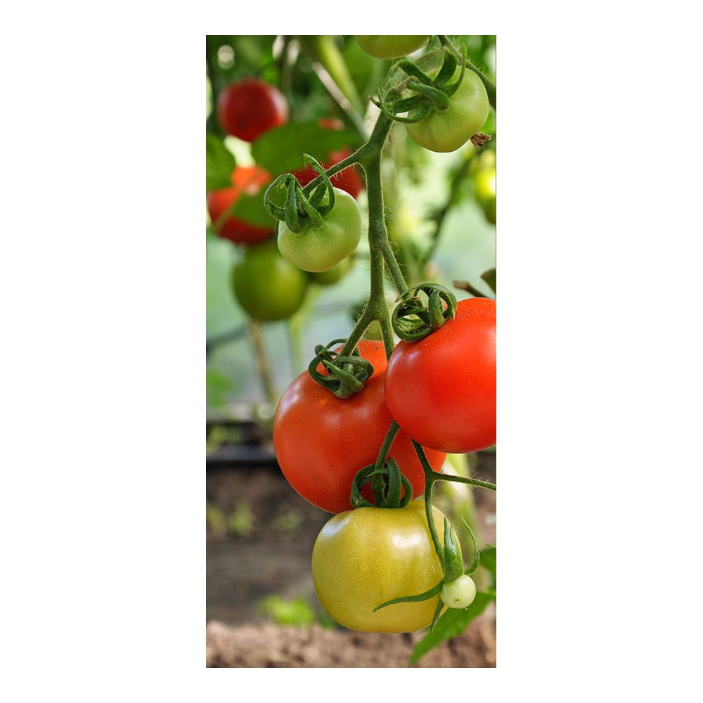 Guia para plantas de tomate, Ø6 mm x 180 cm - Image 2